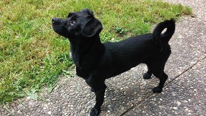 Mio (Pekinese, Zwergpinscher) Pekinese Zwergpinscher 